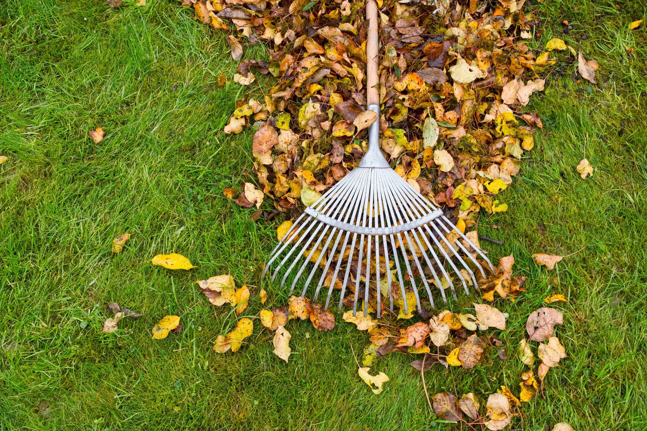 Autumn leaves yard cleanup